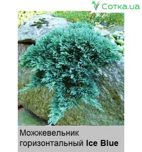Ялівець горизонтальний Ice Blue
