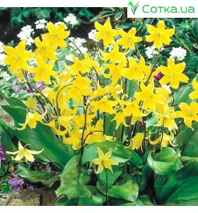 Кандик (Erythronium) Kondo 