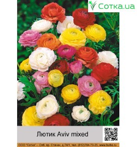 Лютик Aviv mixed