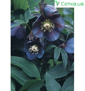 Морозник (Helleborus) Dark as Night