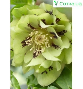 Морозник (Helleborus) Double Ellen Green®