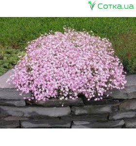 Гипсофила (Gypsophila)	Festival Pink Lady®