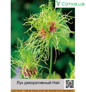  Цибуля декоративна Hair