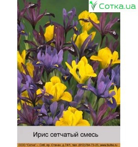 Іріс (Iris) сітчастий Mixed