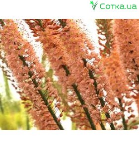 Эремурус (Eremurus)	Oase