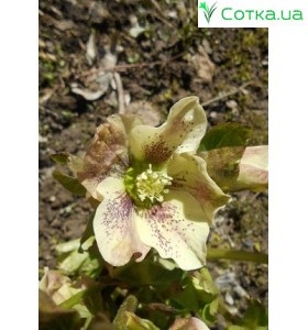 Морозник (Helleborus) Pretty Ellen White®