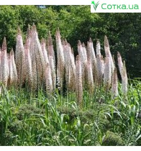 Эремурус (Eremurus)	Romance