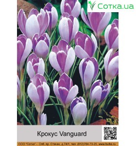 Крокус Vanguard