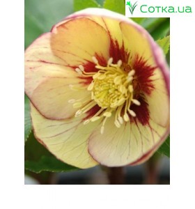 Морозник (Helleborus) Winter Emotions Apricot Picotee®