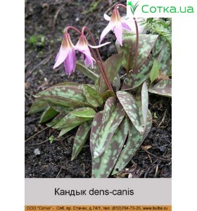 Кандык dens-canis