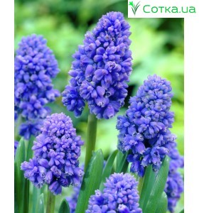 Мускарі (Muscari) Blue Spike