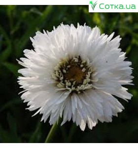 Нивяник (Leucanthemum)	Snehurka