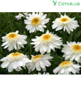 Нивяник (Leucanthemum)	Sunny Side Up®