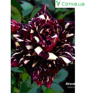 Роза Abracadabra