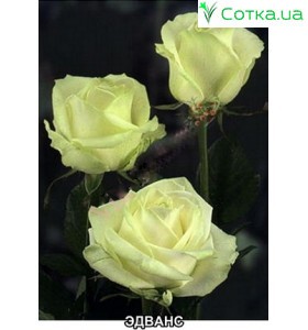 Роза Роза Advance