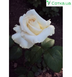 Роза Anastasia