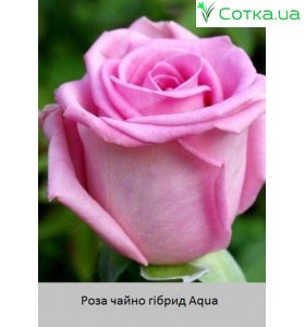 Роза Aqua