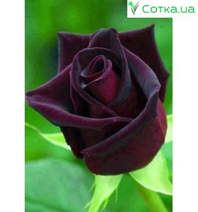 Роза Black Baccara