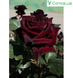 Роза Black Magic