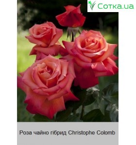 Christophe Colomb