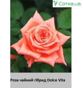 Dolce Vita 