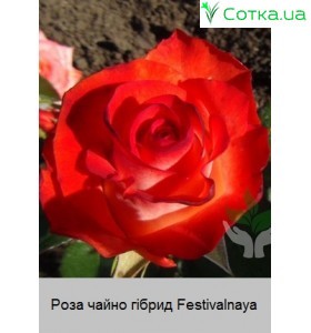 Роза Festivalnaya