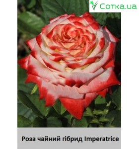 Imperatrice