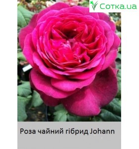Johann Wolfgang von Goethe  (Гетте)