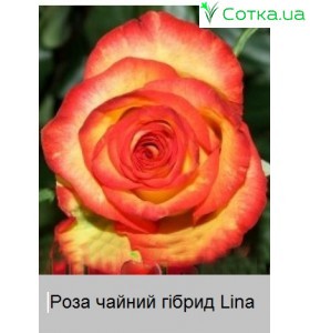 Lina 