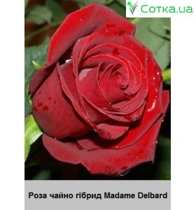Роза Madame Delbard