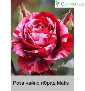 Роза Matis