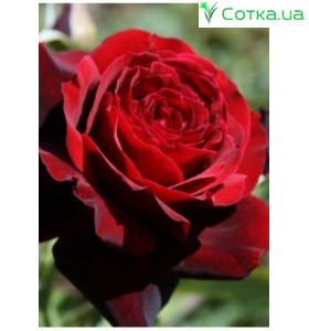 Роза Norita