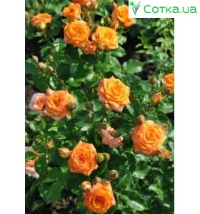 Роза Orange baby