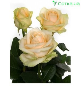Роза Peach Avalanche