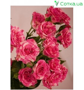 Роза Pink flash
