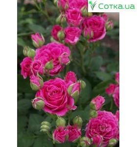 Роза Raspberry spray