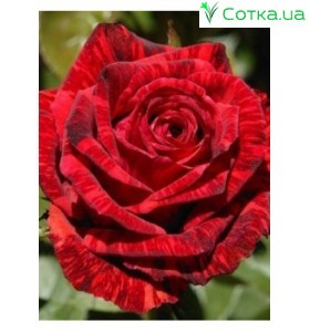 Red Intuition
