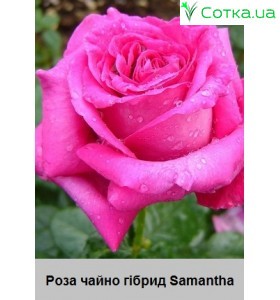 Samantha