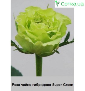 Троянда чайний гібрид Super Green