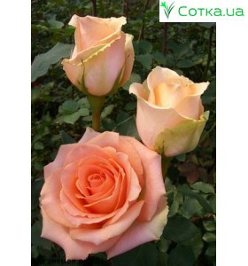 Роза Versilia