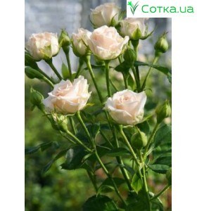 Роза Yana
