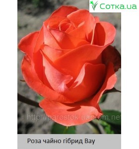 Роза Вау