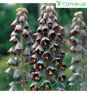 Persica