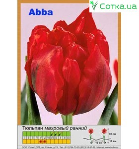 Тюльпан Abba
