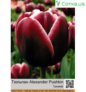 Тюльпан Alexander Pushkin