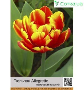 Allegretto