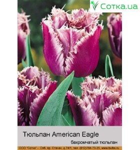 Тюльпан American Eagle
