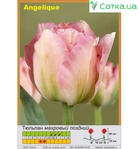 Тюльпан махровий пізній Angelique
