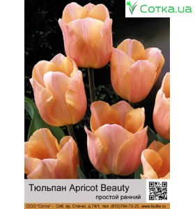 Apricot Beauty