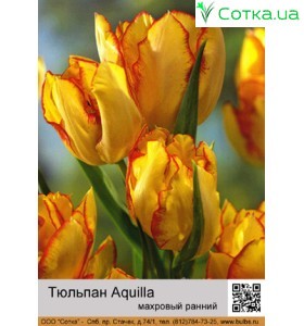 Aquilla